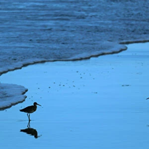 Sea birds wait for high tide to recede along the ocean in Solana Beach, California