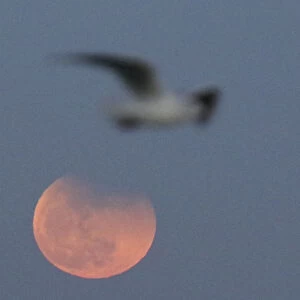 A sea gull flies in the sky, with a full moon seen behind