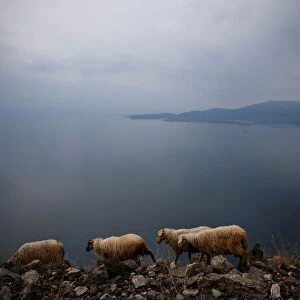 Sheep graze on a cliff near the town of Itea