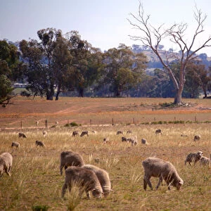 Sheep ready for shearing stand in a paddock located on a property near the central New