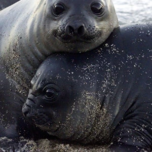 SOUTHERN ELEPHANT SEAL PUPS REST ON PATAGONIAN BEACH IN ARGENTINA