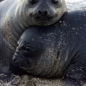 SOUTHERN ELEPHANT SEAL PUPS REST ON PATAGONIAN BEACH IN ARGENTINA