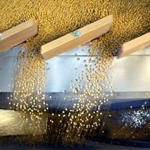 Soybeans being sorted according to their weight and density on a gravity sorter machine