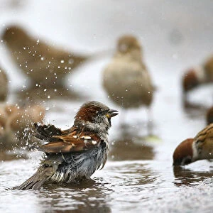 Sparrows wash themselves and drink water from a puddle in the village of Vits