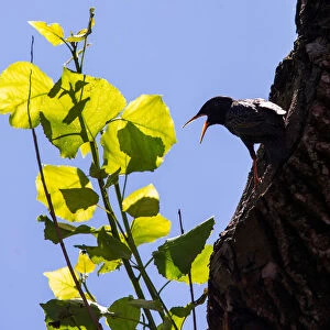 A starling is seen in its nest on a poplar in Minsk