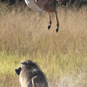 A startled antelope jumps over a baboon in the Okavango Delta
