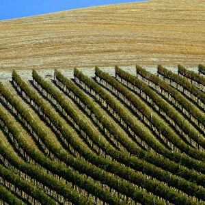 The sun shines on a vineyard in the Val d Orcia close to the Tuscan town of Montalcino