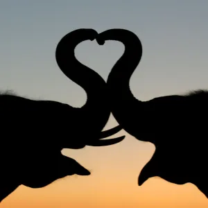 Thai elephants form a heart shape with trunks in Ayutthaya