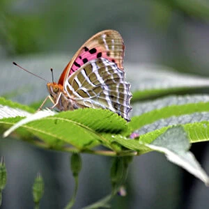 A Tiger Butterfly rests on the leaves of a tree in Srinagar