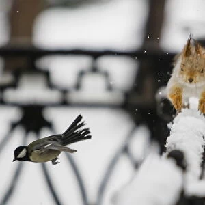 A tomtit bird flies past a squirrel running on a fence after a snowfall in a park in