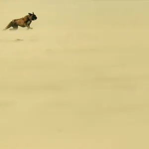Un cane corre lungo la spiaggia di Portstewart durante venti pesanti sulla costa del Paese della Corona