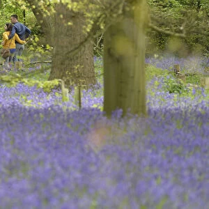Visitors look at bluebells at Kew Gardens in west London