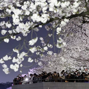 Visitors take pictures of illuminated cherry blossoms in full bloom along the Chidorigafuchi