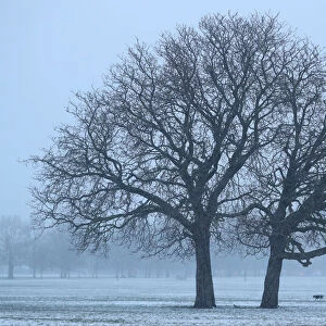 A walker crosses a snow-covered Clapham Common in London