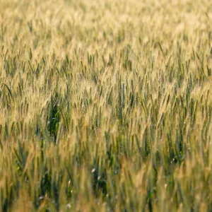 A wheat field is seen in the town of El Mansoura