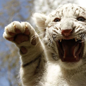 White Tiger cub hisses during photocall at Serengeti Safari park in Hodenhagen