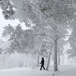 A woman walks in a forest outside the Siberian city of Krasnoyarsk