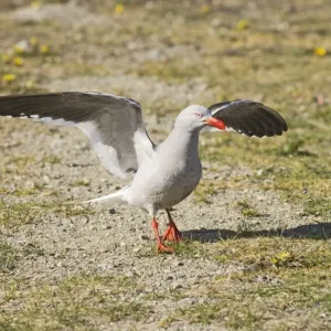 Dolphin Gull