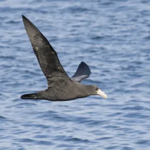 Southern Giant Petrel Print, immature, Beagle Channel Argentina