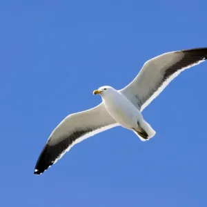 Kelp Gull Print - Breeding Adult in Ushuaia, Argentina Kelp Gull Print - Breeding Adult in Ushuaia, Argentina
