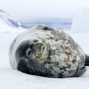 Weddell Seal Print on Sea Ice Weddell Seal Print on Sea Ice
