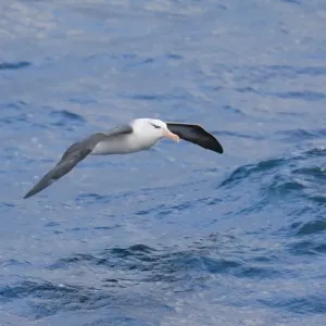 Black-browed Albatross Print, Southern Ocean off Cape Horn Black-browed Albatross Print, Southern Ocean off Cape Horn