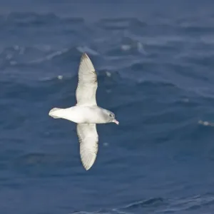 Southern Fulmar