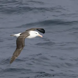 Black-browed Albatross Print Black-browed Albatross Print