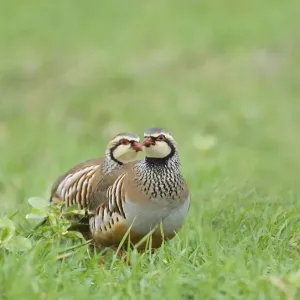 Red-legged Partridge Print - Norfolk Winter Landscape Red-legged Partridge Print - Norfolk Winter Landscape