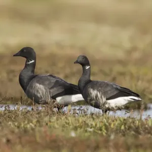 Brent Geese Print on Saltmarsh Brent Geese Print on Saltmarsh