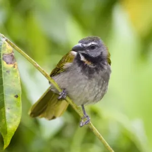 Buff-throated Saltator Print - Panama Region Buff-throated Saltator Print - Panama Region