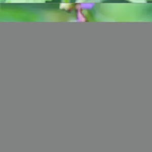 02435dt 02435dt