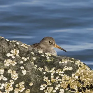 Purple Sandpiper Print on Rocks UK Winter Purple Sandpiper Print on Rocks UK Winter