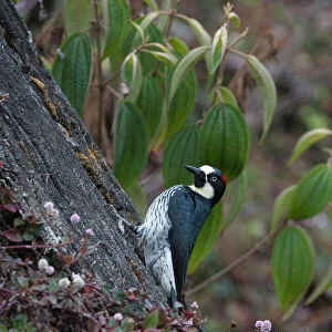 Woodpeckers Poster Print Collection: Acorn Woodpecker