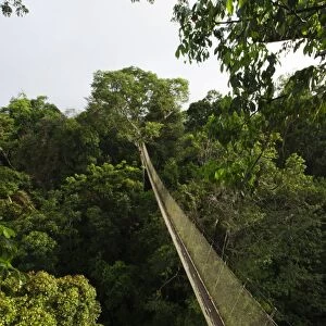 Aerial walkway through Rainforest canopy Exploramo Lodge Iquitos Region River Amazon Peru