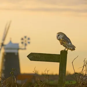 Barn Owl Tyto alba Cley North Norfolk winter