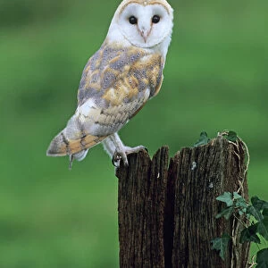 Barn Owl tyto alba Norfolk autumn
