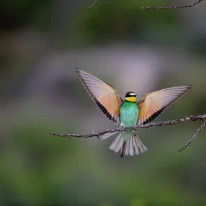 Meropo bee eater, Apiastro di steppe Spagnole in Spagna Maggio Meropo bee eater, Apiastro di steppe Spagnole in Spagna Maggio