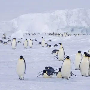 Emperor Penguins Print - Snow Hill Island Antarctica Emperor Penguins Print - Snow Hill Island Antarctica