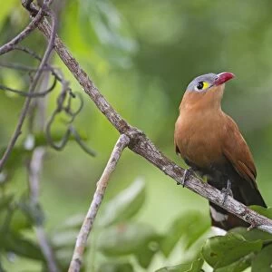 Black-bellied Cuckoo Piaya melanogastar Amazon River Basin Peru
