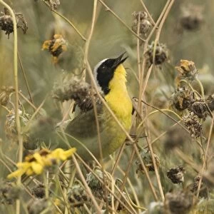Common Yellowthroat Geothlypis trichas in song Bolsa Chica California April