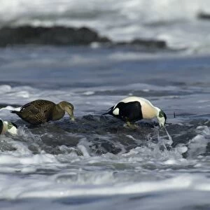 Eiders Somateria mollissima feeding on mussels in the surf Northumberland, winter