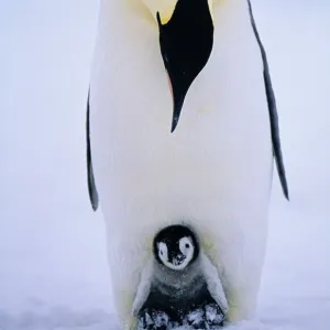 Emperor Penguins, Aptenodytes forsteri, chick being brooded, Weddell Sea, Antarctica