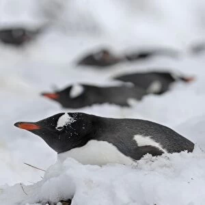 Gentoo Penguin Pygoscelis papua on snow covered nest Antarctic Peninsula