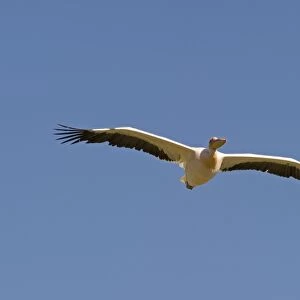 Great White Pelican Pelecanus onocrotalus Lake Nakuru Kenya