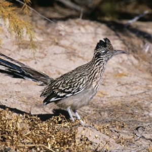 Greater Roadrunner, Geococcyx californianus, Bosque Del Apache, New Mexico, USA