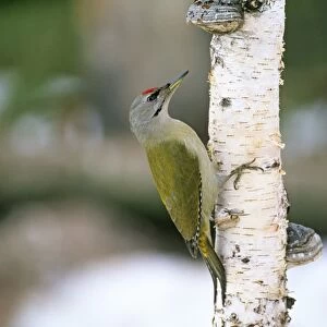 Woodpeckers Collection: Grey Headed Woodpecker