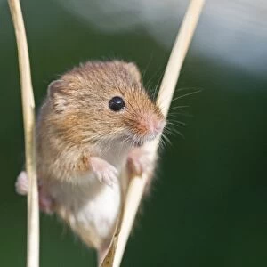 Harvest Mouse Micromys minutus Norfolk June
