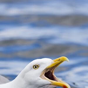 Herring Gull Larus argentatus calling Norway summer