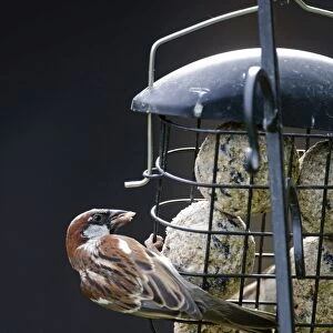 House Sparrow Passer domesticus on fat feeder in garden Norfolk